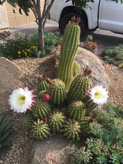 My favorite cactus, The Argentine Giant! The cactus flowers bloom in ...