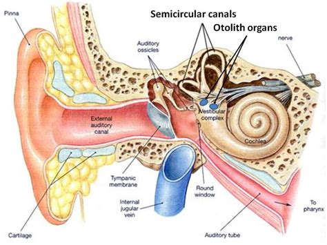 [DIAGRAM] Diagram Of Internal Ear FULL Version HD Quality Internal Ear ...