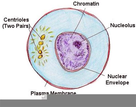 Interphase Labeled Diagram