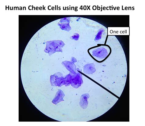 Cheek Cell Diagram