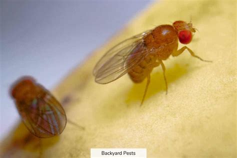 Fruit Flies: Identify Them | Find Them | Get Rid Of Them - Backyard Pests