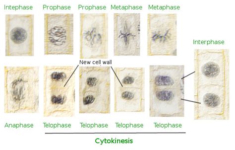 Mitosis Phases Plant Cell