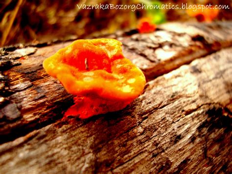 ORANGE FUNGUS ON WOOD | Vazraka Bozorg's Chromatics