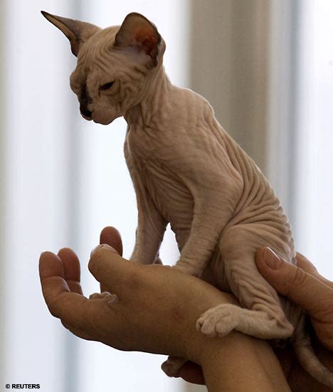 All Animals: Sphynx Cats