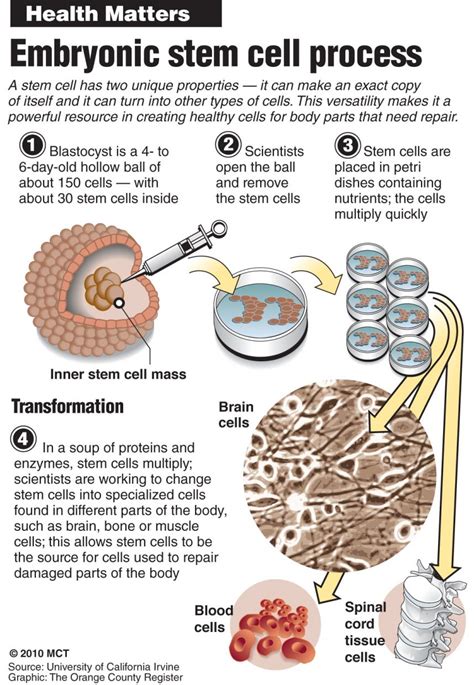 Is stem cell research ethical? | CraigDailyPress.com