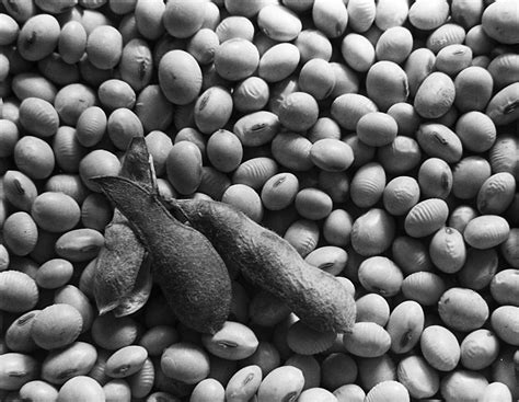 Soybean Seed & Genetic Management | EcoFarming Daily