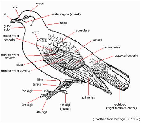 Pigeon Anatomy Diagram