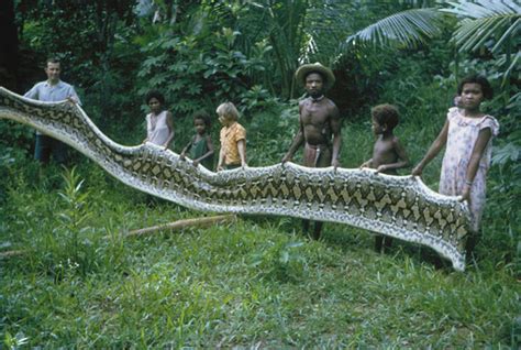 Giant snakes commonly attacked modern hunter-gatherers in Philippines