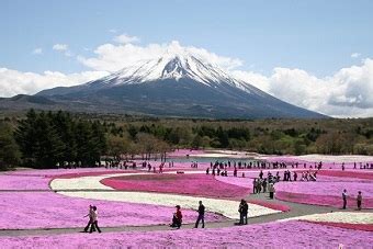 Japan Tour Package | Shibazakura Festival 7 Days | Cherry Blossom