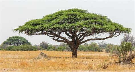 Senegalia senegal (Acacia senegal) – Lifestyle Seeds