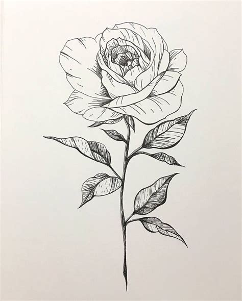 Rose Lines Drawing | Roses drawing, Rose drawing, Floral drawing