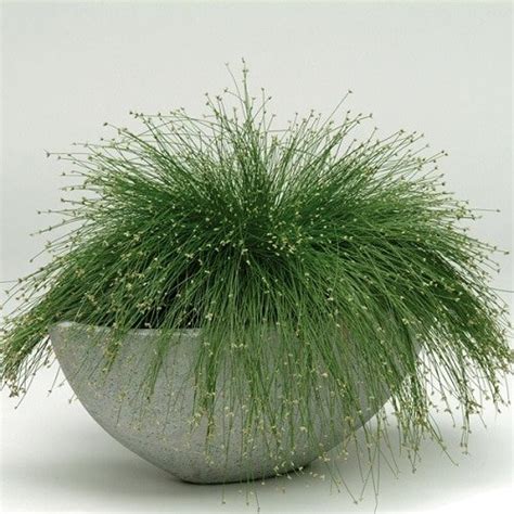 9 Trendy Ornamental Indoor Grass | Grass Houseplants | Balcony Garden Web