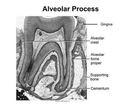 Alveolar Process