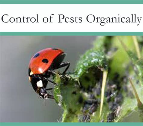 Ladybugs and Other Organic Pest Control - The Pest Advice