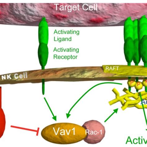 Cellular dimensions. The dimensions of the NK cell line NKL (left) and ...