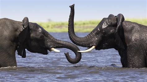 animals, Elephant, Lakes, Water, Wet, Play, Tusk, Africa Wallpapers HD ...