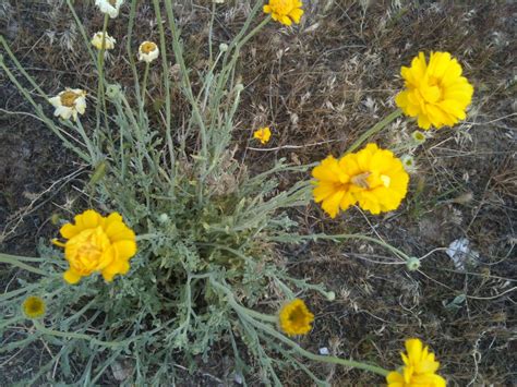 Mojave Desert Flowers | Desert flowers, Plants, Mojave desert