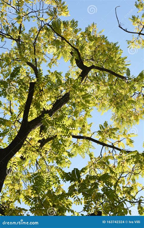 Eastern black walnut stock photo. Image of botany, black - 163742324