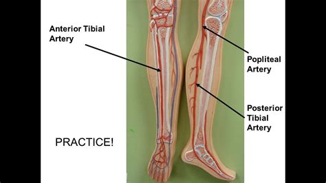 Posterior tibial pulse - ladervp