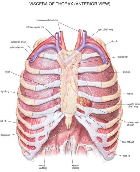 human-anatomy101.... | Human anatomy and physiology, Human anatomy ...