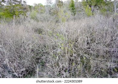 73 Snook Habitat Images, Stock Photos & Vectors | Shutterstock