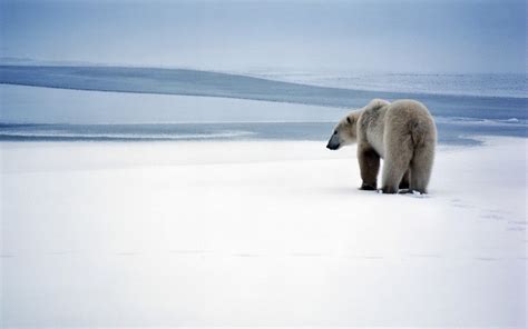 1920x1080 Polar bear, Ice, Snow, Situation wallpaper JPG ...