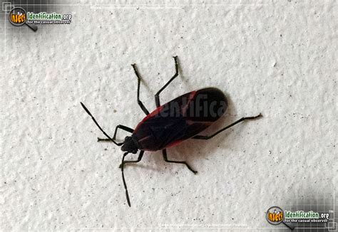 Boxelder Bug