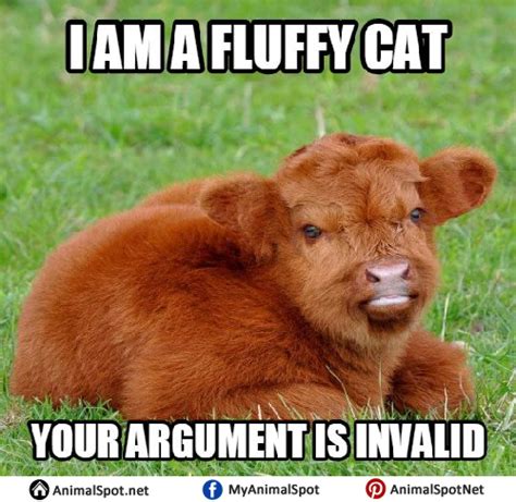 Funniest Cow Memes - All About Cow Photos