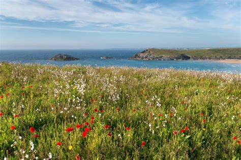 Coastal Wildflower Meadow Seed Mix,Native British Flower Seed