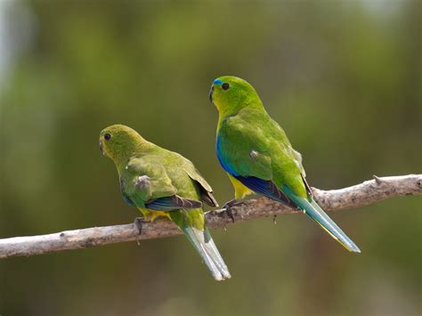 Orange-Bellied Parrot - worldconservationcoalition