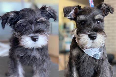 37 Cute Schnauzer Haircut Ideas - All The Different Types and Styles