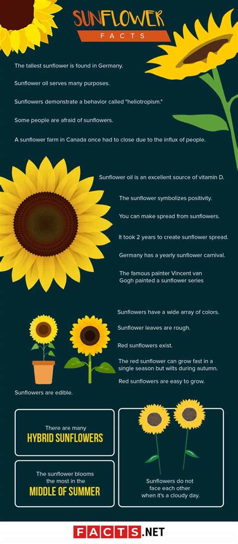 70 Interesting Sunflower Facts To Brighten Up Your Day - Facts.net