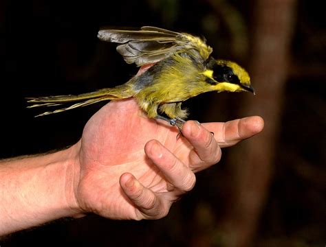 Helmeted Honeyeaters - Friends of the Helmeted Honeyeater Inc