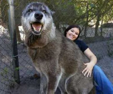 Rare Wolf-Dog Hybrid Gains National Attention | Newsmax.com