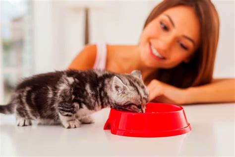 5 Best Wet Cat Foods for Kittens – Pet Lovers World