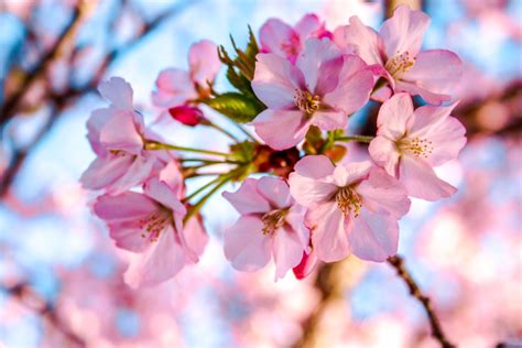 Washington DC Cherry Blossoms: The Ultimate Guide To Visiting