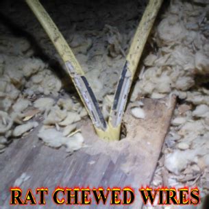 Animal Rangers - Rat Removal, Trapping & Control Services