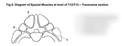 epaxial muscles - transverse section Diagram | Quizlet