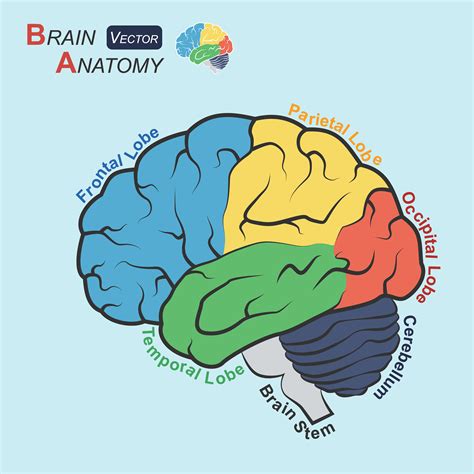 Brain Anatomy Lobes