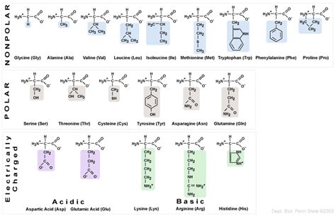 20 Amino Acids List