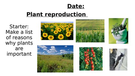 Plant reproduction | Teaching Resources