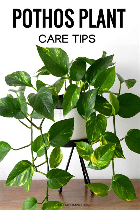 Make Your Indoor Pothos Plant Flourish: Epipremnum aureum Care Guide