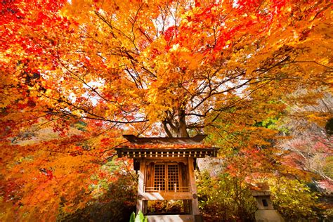 Autumn Leaves Viewing Japan Photo Tour - Blain Harasymiw Photography