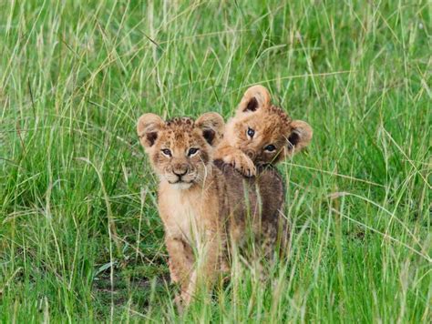 Closeup of Lion Cubs Hugging Each Other and Looking at Camera Stock ...