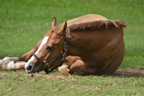 Horse Colic — Symptoms, Causes & Treatment - ehorses Magazine