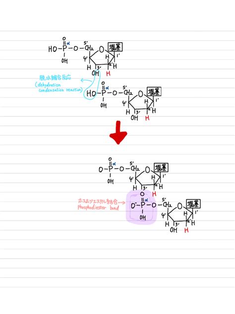 Phosphodiester bond | PDF