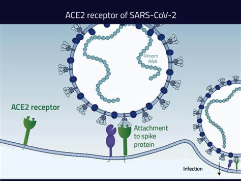 ACE2 Receptor (Ectodomain) - CIDSA