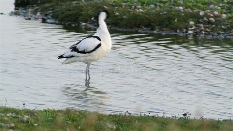 Pied Avocet Migration Birds in Thailand and Southeast Asia. Stock ...