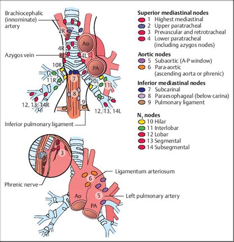 Mediastinal Lymph Nodes Mouse