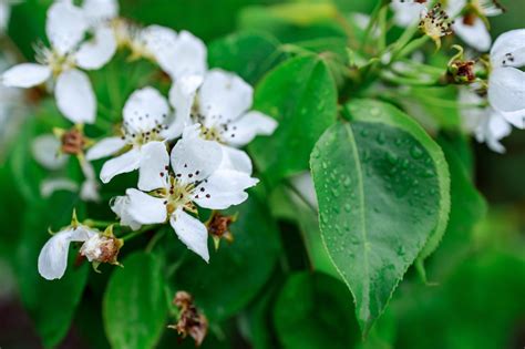 8 Reasons Your Apple Tree Isn't Fruiting According To A Permaculture ...